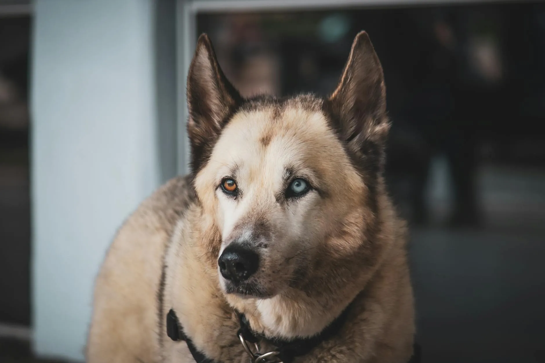 Fiches races de chien