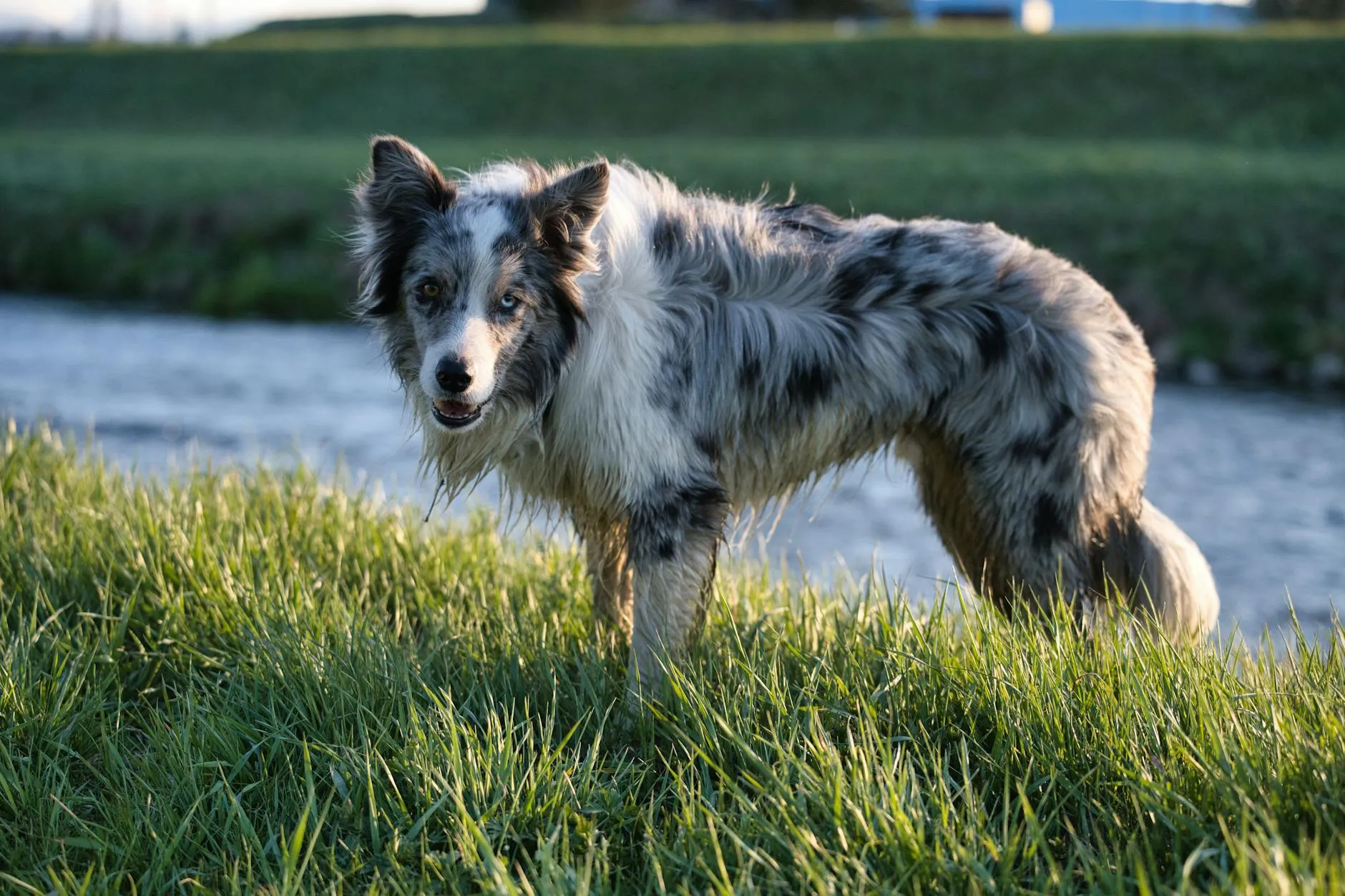 Border Collie