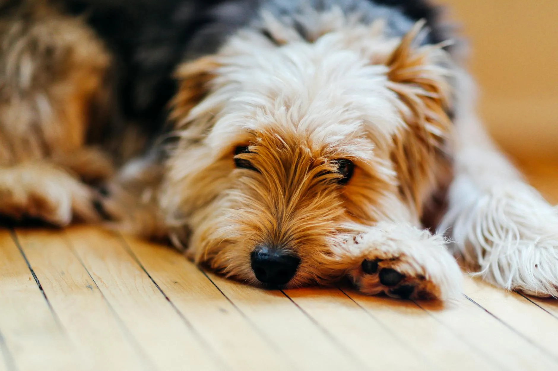 Chien détendu sur le dos