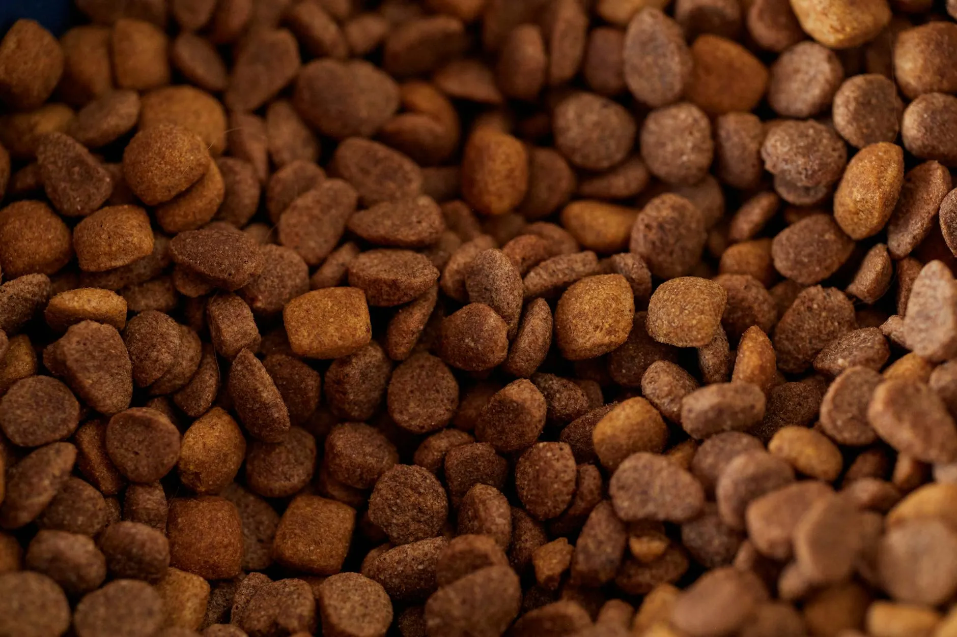 Croquettes premium pour chien
