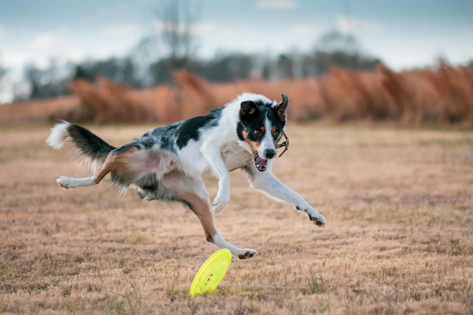 Chien athlétique