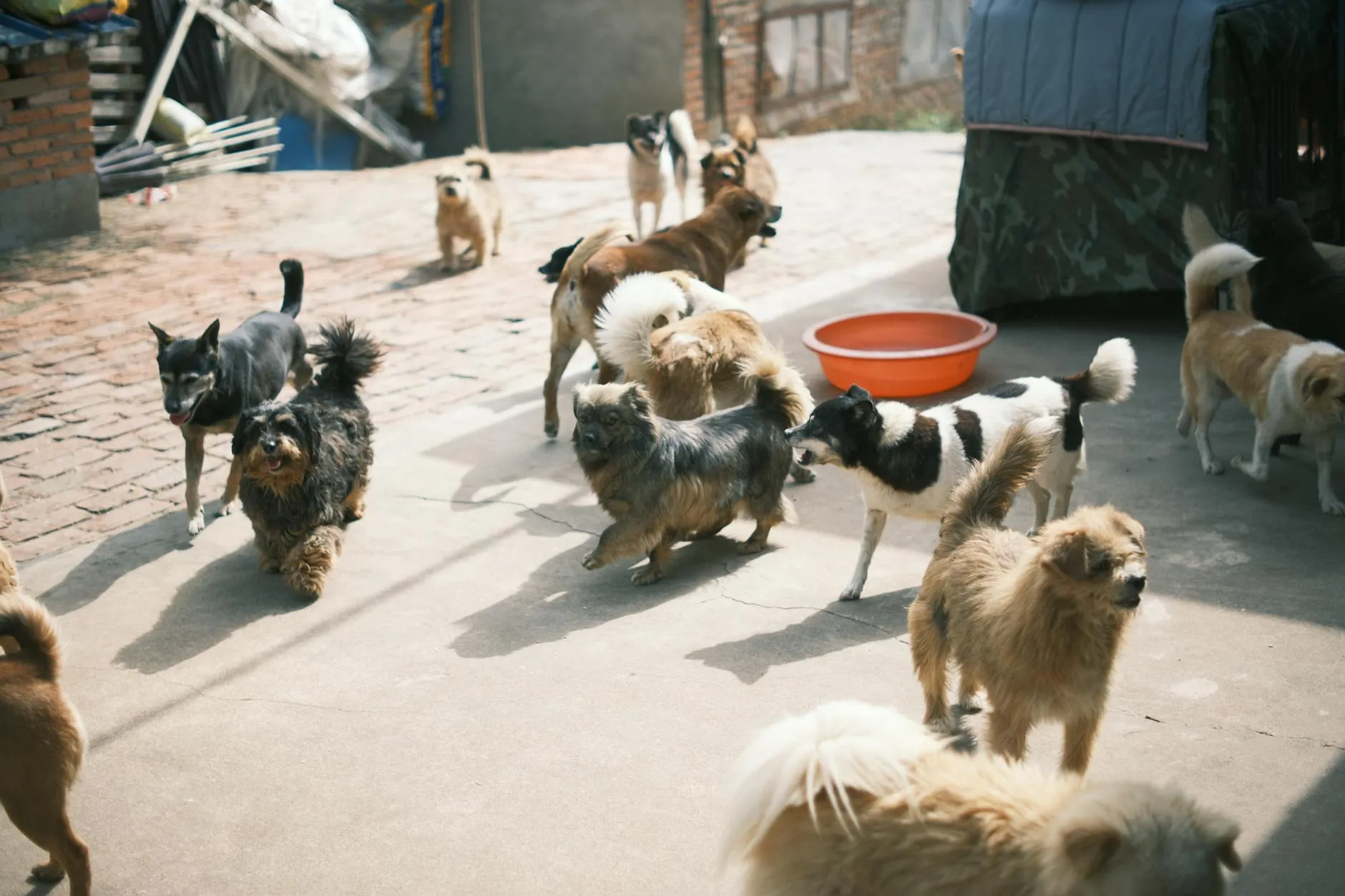 Choisir une race de chien