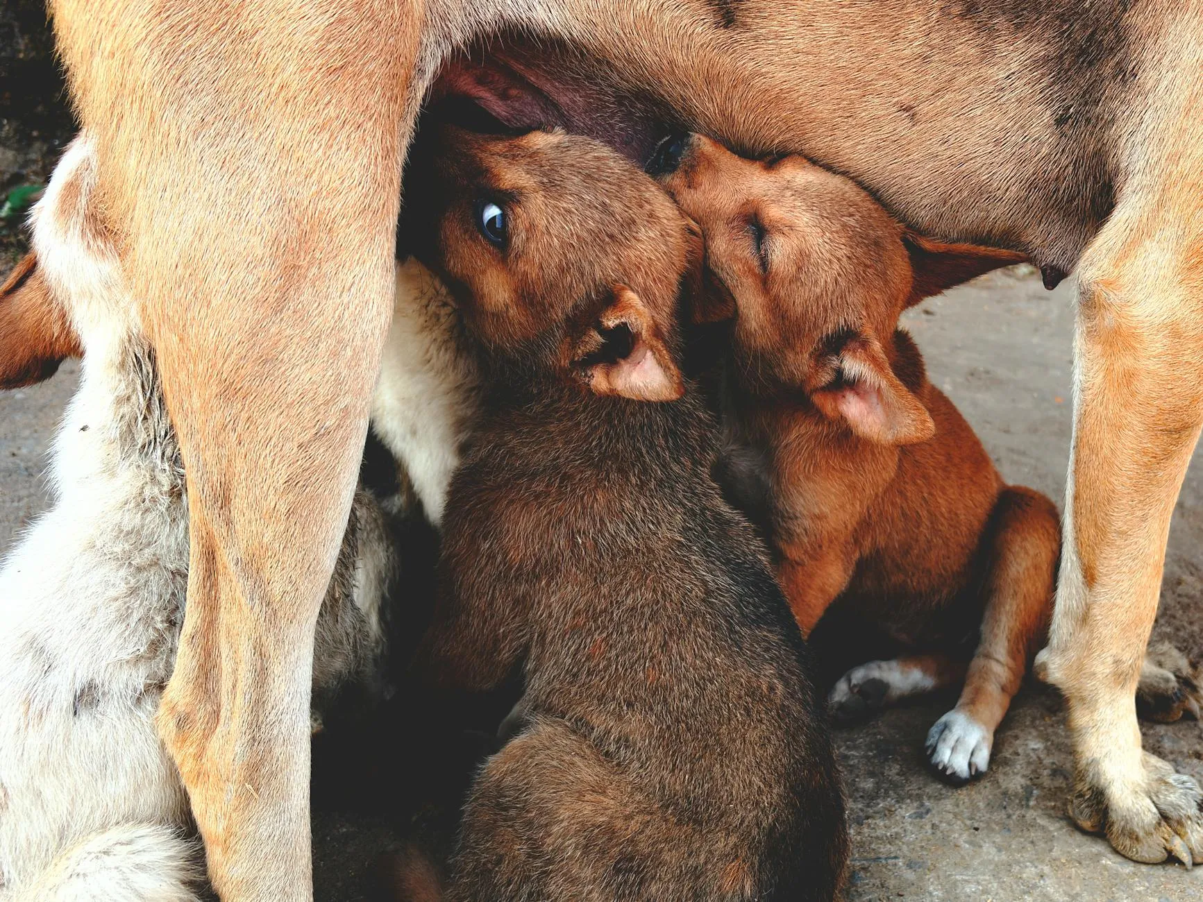 Calculatrice de gestation canine