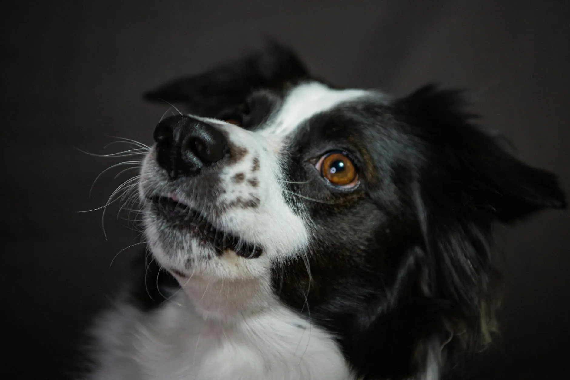 Border Collie en action