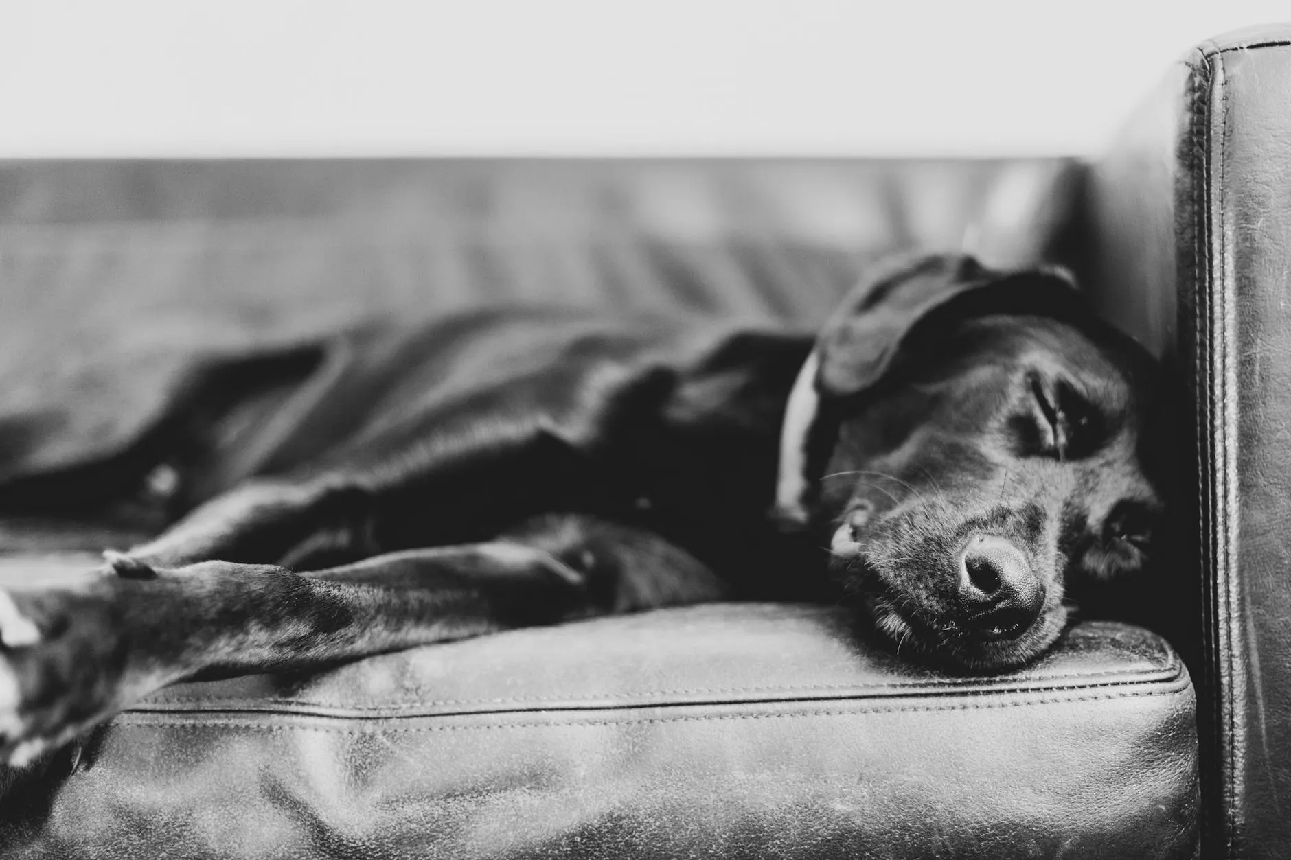 Chien au repos