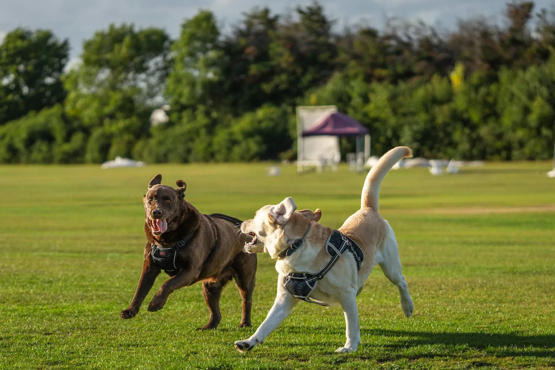Chiens jouant dans un parc