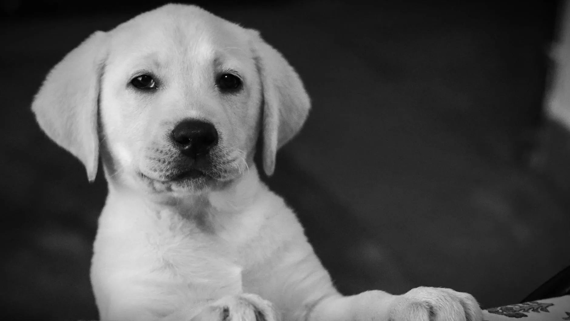 Chiot Labrador
