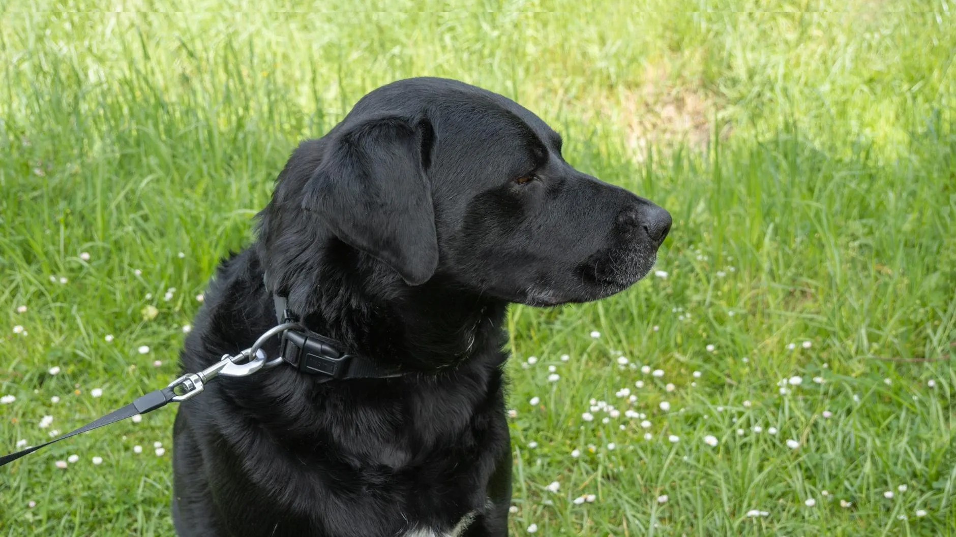 Chien en promenade