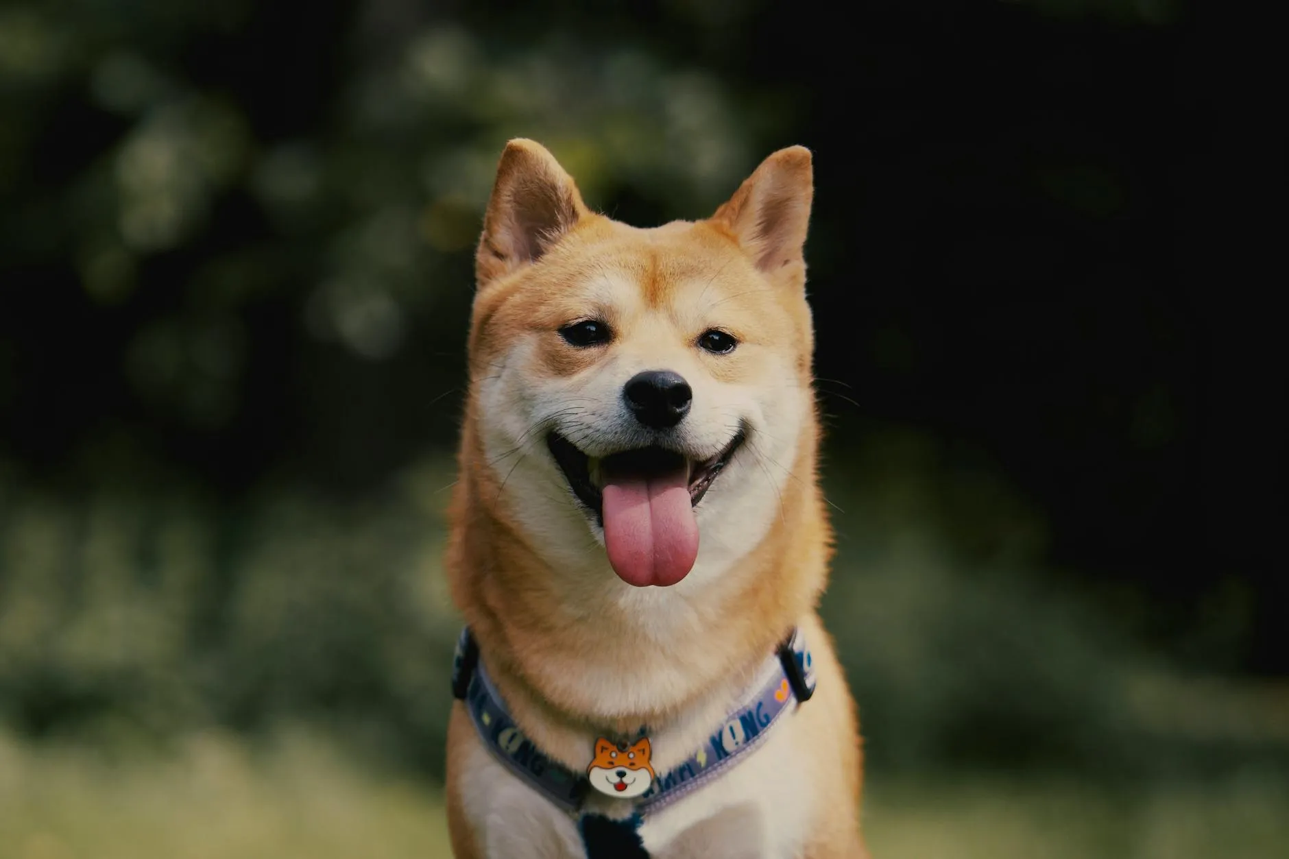 Shiba Inu tendance