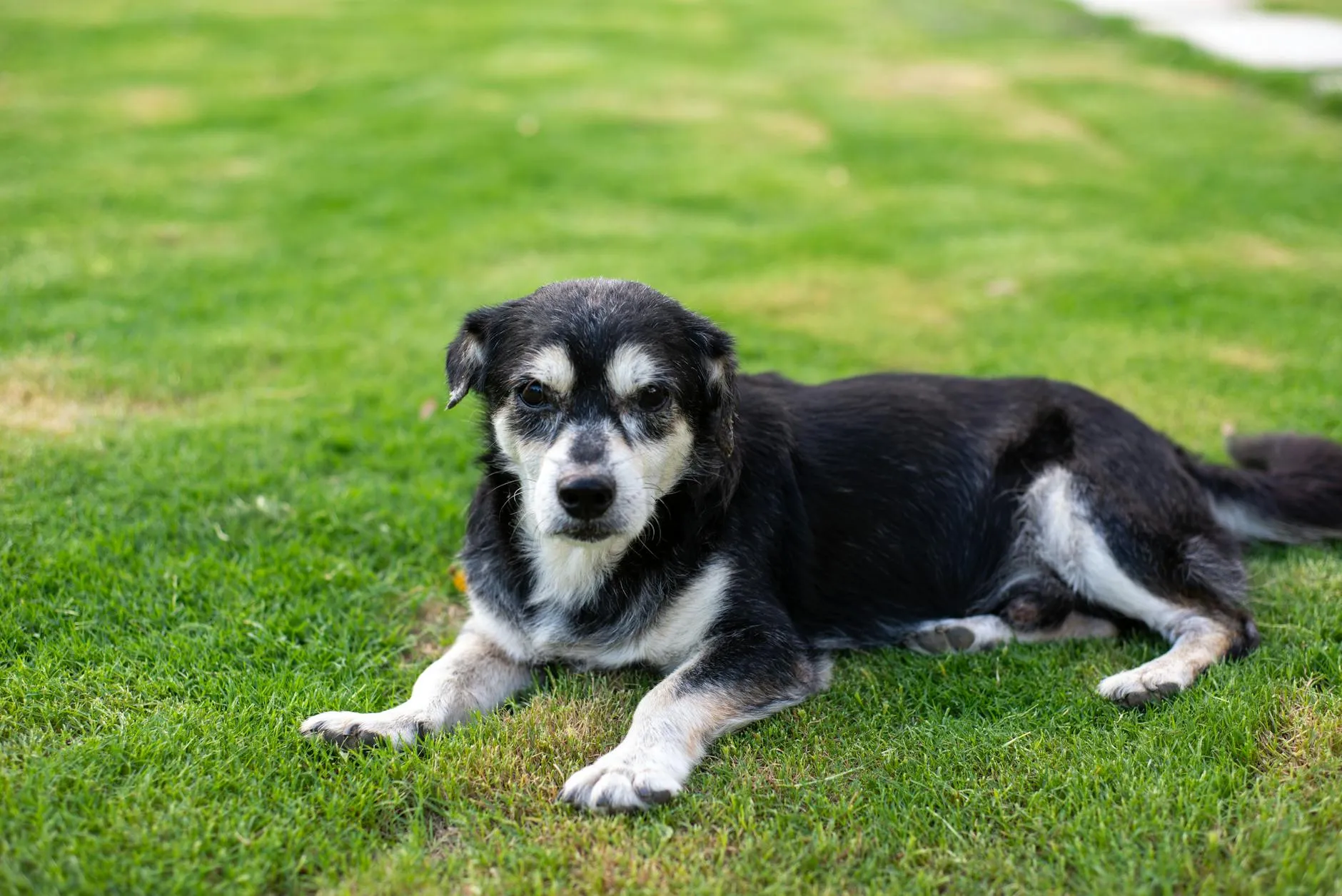 Chien senior au calme