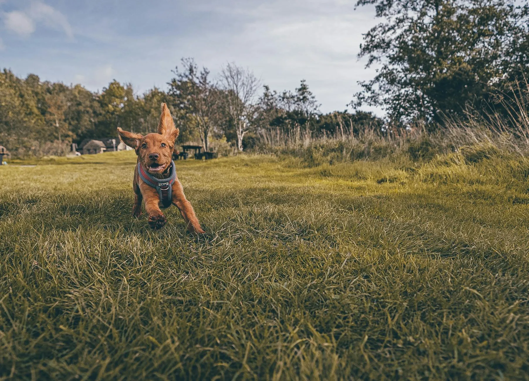 Chiot qui court en pleine nature
