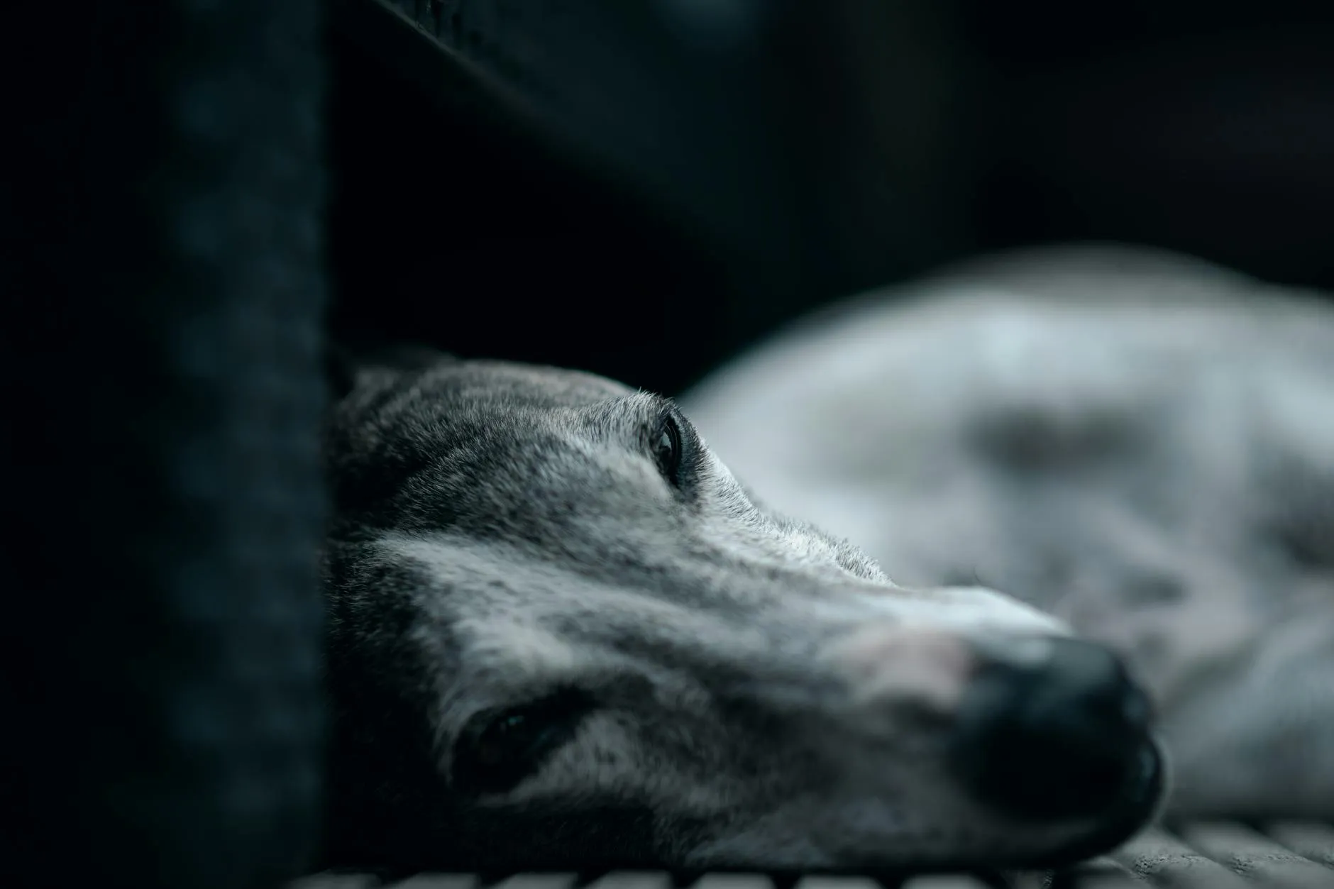 Whippet chien citadin