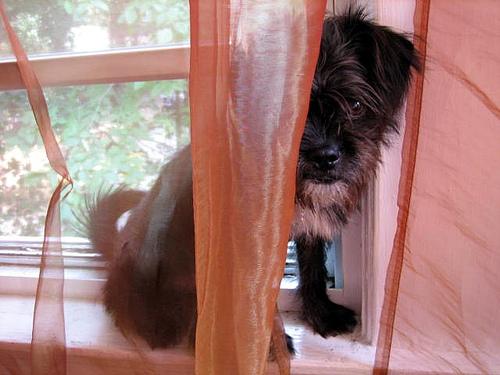 Photo Affenpinscher