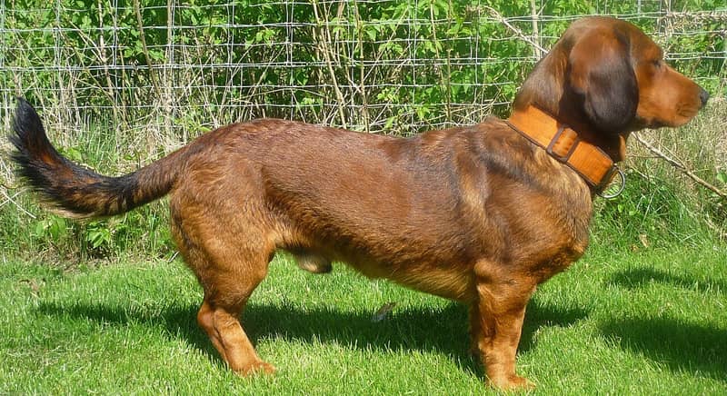 Photo de Basset des Alpes