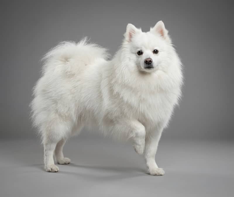 Photo de Chien Esquimau Américain