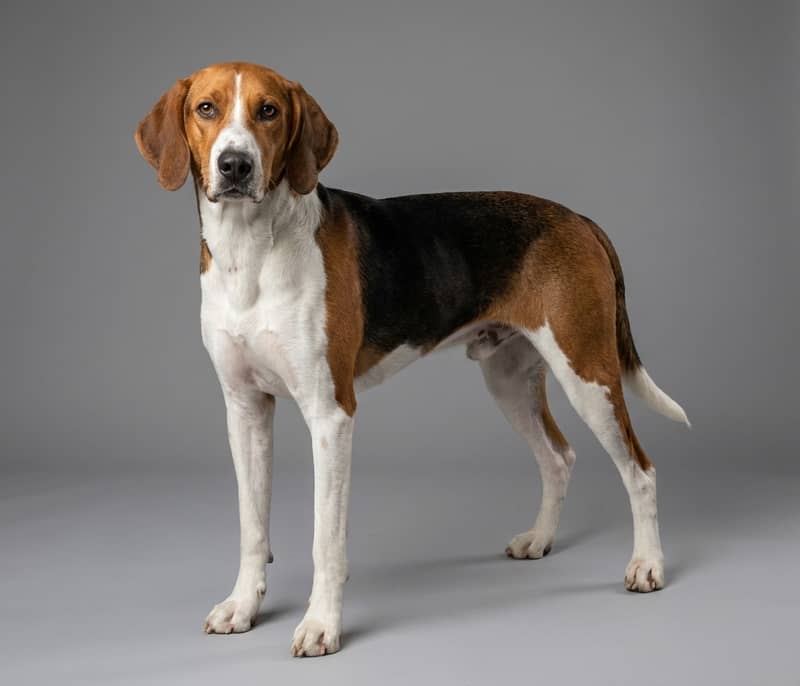Photo de Foxhound Américain