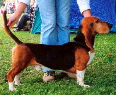 Photo de Basset Artésien Normand