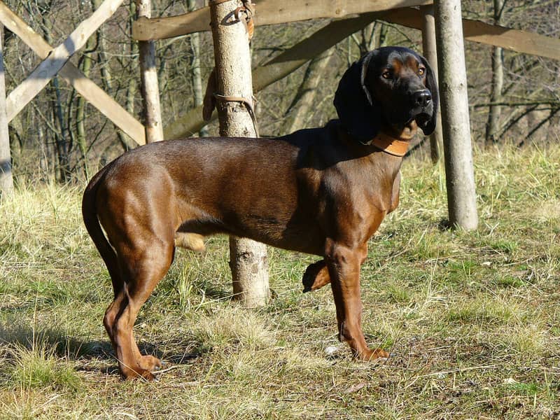 Photo de Chien de Rouge de Bavière
