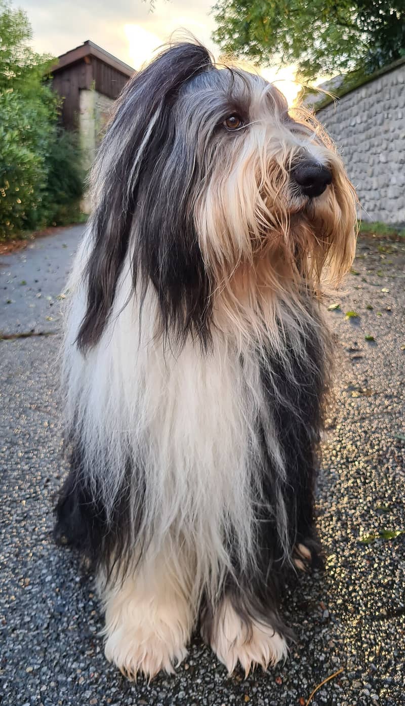 Photo de Collie Barbu