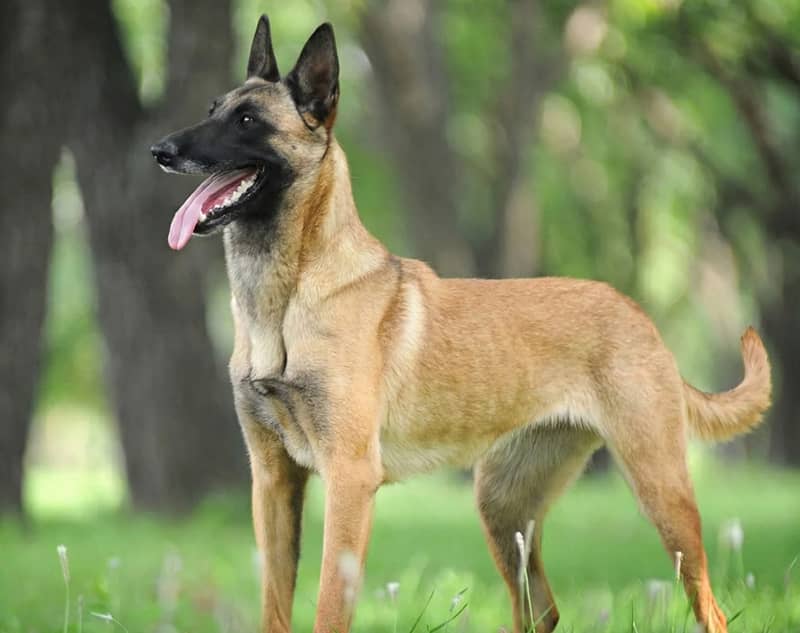 Photo de Berger Belge Malinois