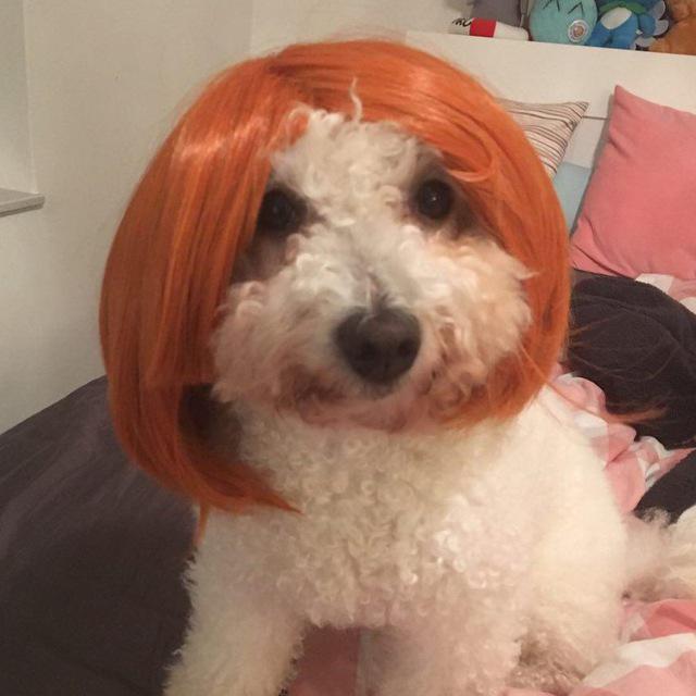 Photo Bichon Frise