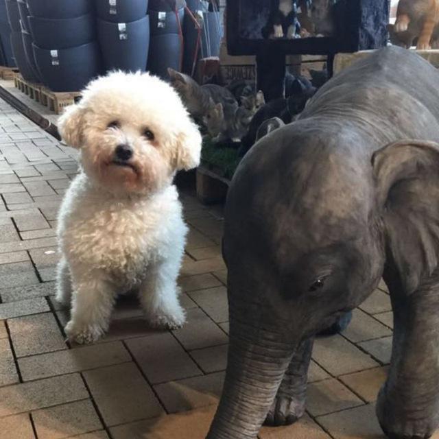 Photo Bichon Frise