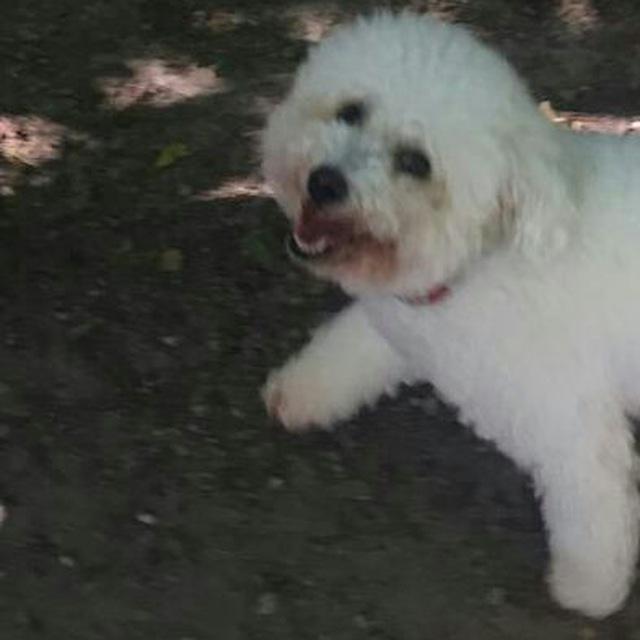 Photo de Bichon à Poil Frisé