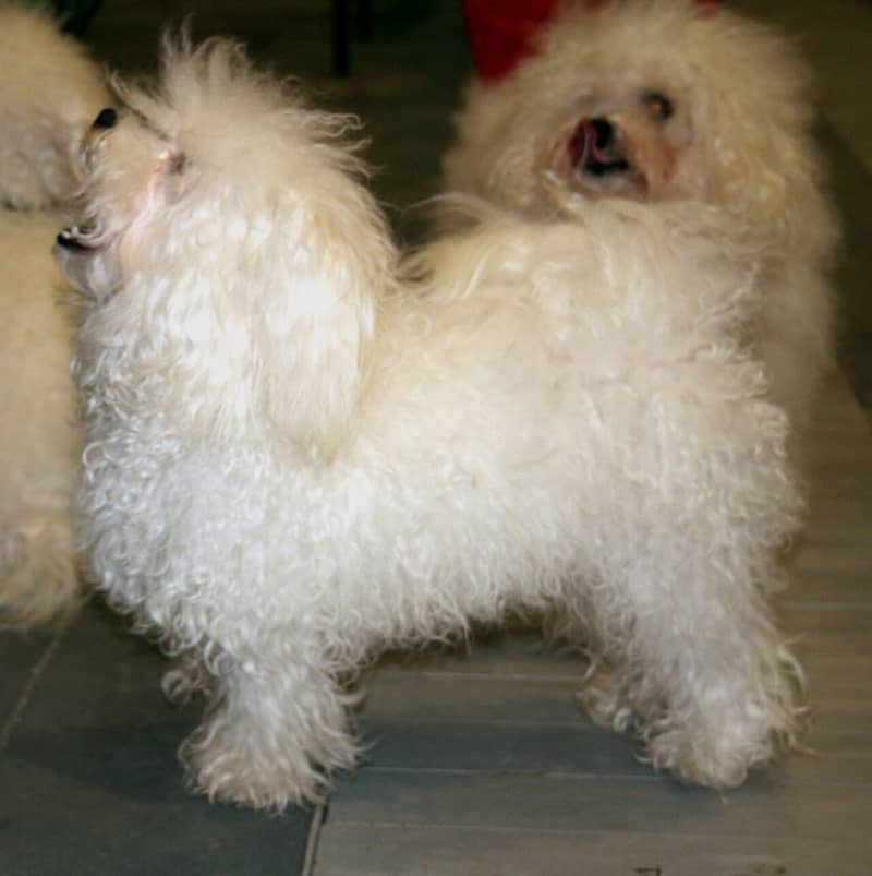 Photo de Bichon Bolonais