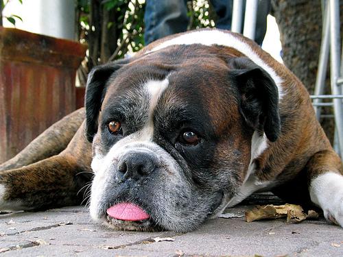 Photo Boxer