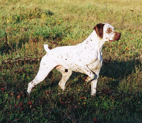 Photo de Braque du Bourbonnais