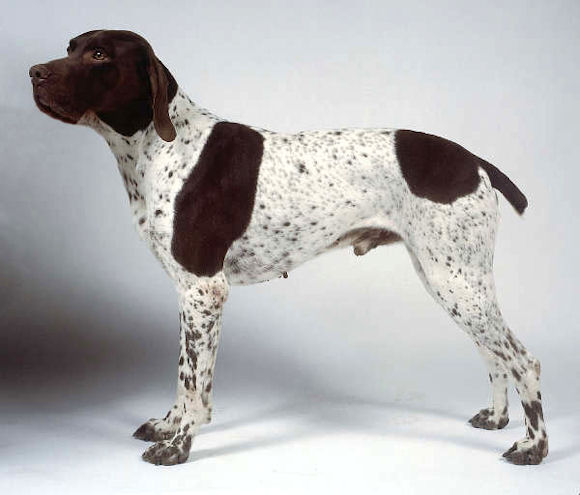 Photo de Braque Français - Type Gascogne