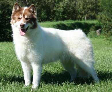 Photo de Chien Esquimau Canadien