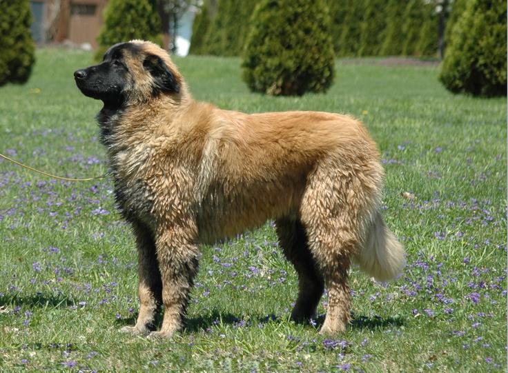 Photo de Cão da Serra da Estrela