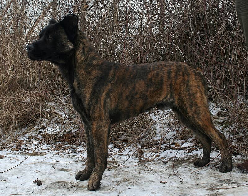 Photo de Cão Fila de São Miguel