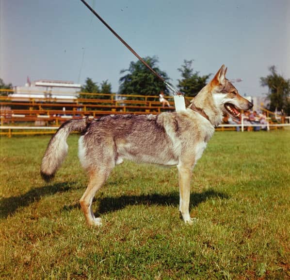 Photo de Chien-loup Tchécoslovaque