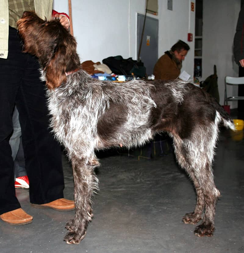 Photo de Barbu Tchèque