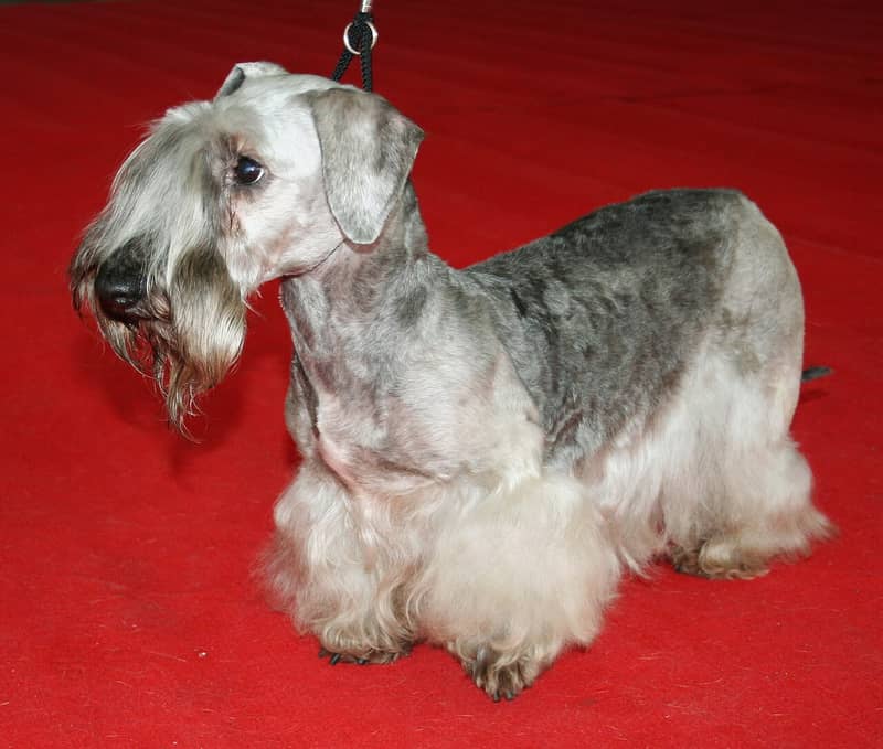 Photo de Terrier Tchèque
