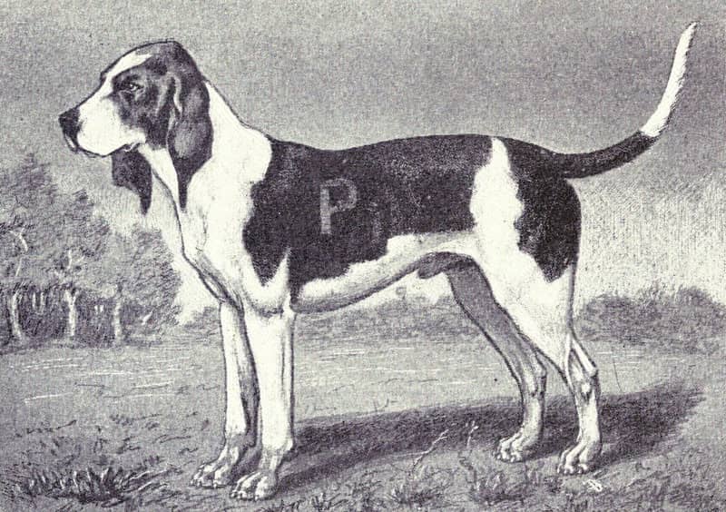 Photo de Chien d'Artois