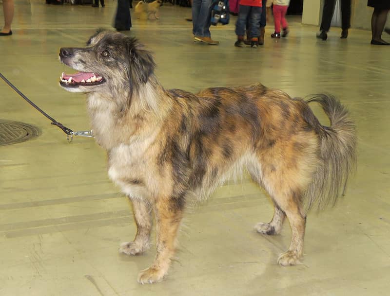 Photo de Chien de Berger des Pyrénées à Face Rase
