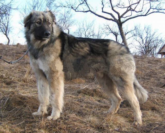 Photo de Chien de Berger Roumain des Carpathes