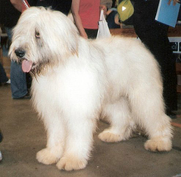 Photo de Chien de Berger Roumain de Mioritza