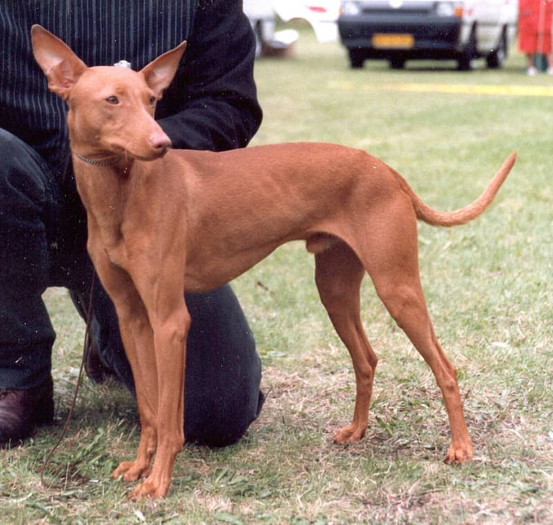 Photo de Cirneco de l'Etna