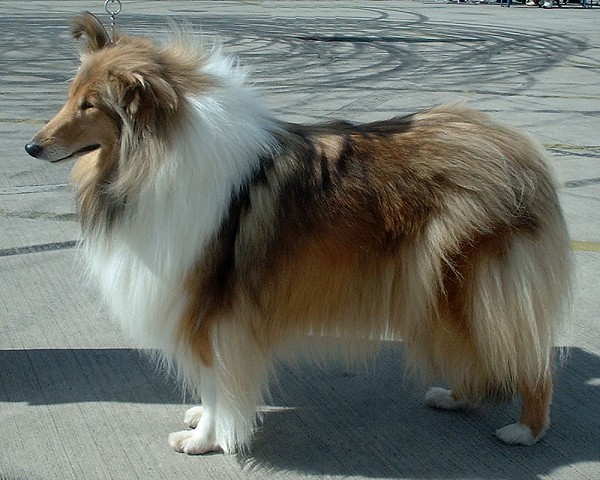 Photo de Collie à Poil Long