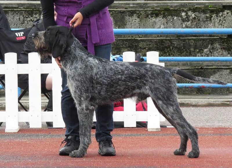 Photo de Braque Allemand à Poil Dur