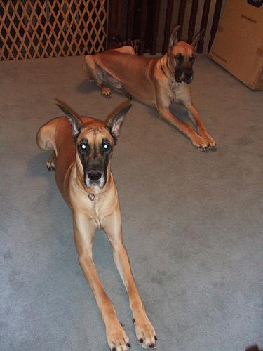 Photo de Dogue Allemand