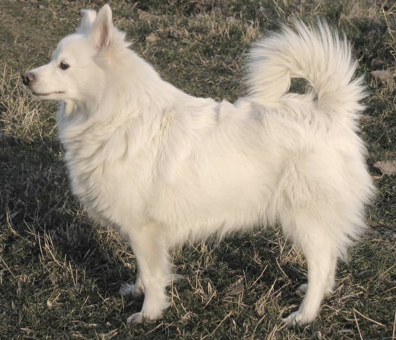 Photo de Spitz Allemand