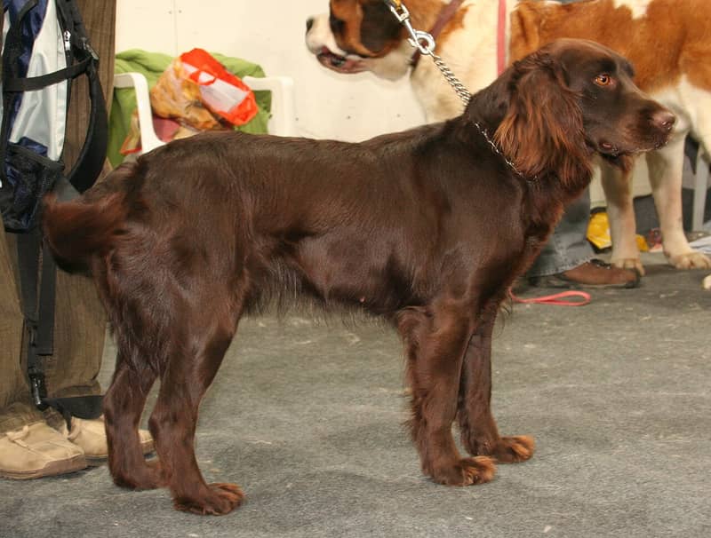 Photo de Chien d'Oysel Allemand