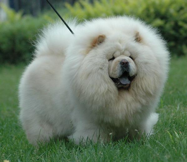 Photo de Dogue du Tibet