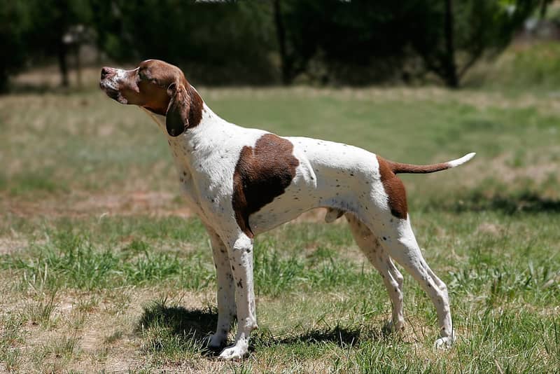 Photo de Pointer Anglais