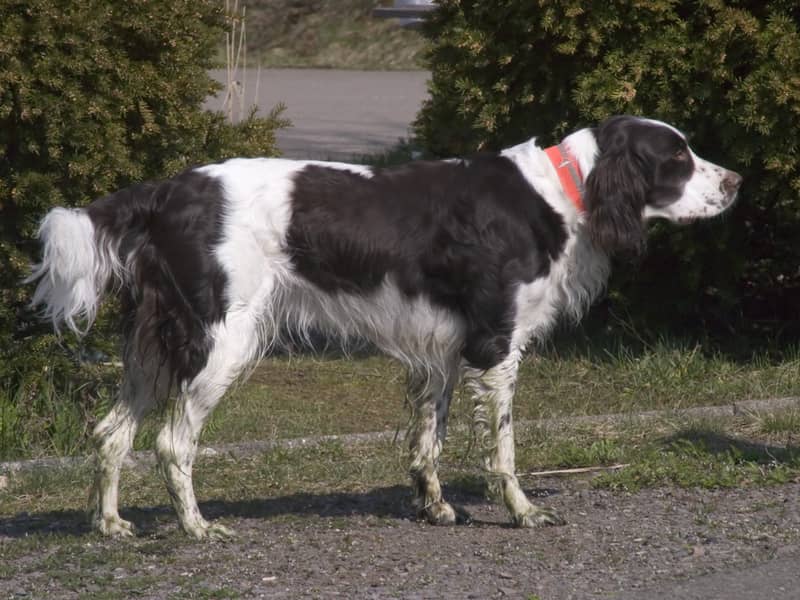 Photo de Épagneul Français